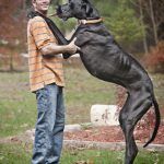 Great-Dane
