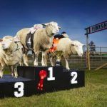 Lamborghini – Most Races Won By A Sheep 1-022-1