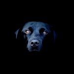 black dog luata de pe httpphotosof org