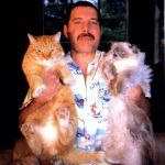 ATITUDINE. Freddie Mercury era fascinat de comportamentul felinelor