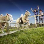 guinness_world_records_fastest_sheep_lambourghini