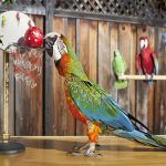 guinness_world_records_slam_dunks_parrot_zac_0