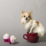 guinness_world_records_smallest_service_dog_cupcake