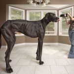 guinness_world_records_tallest_dog_zeus