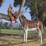 guinness_world_records_tallest_donky_sam_0