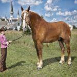 guinness_world_records_tallest_horse_big_jake
