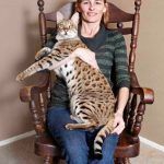 trouble-worlds-tallest-cat