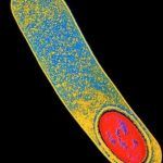 article-2291314-188E43A4000005DC-429_306x423