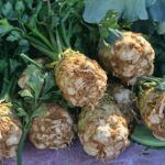 celeriac