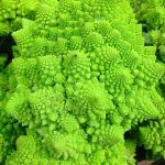 romanesco