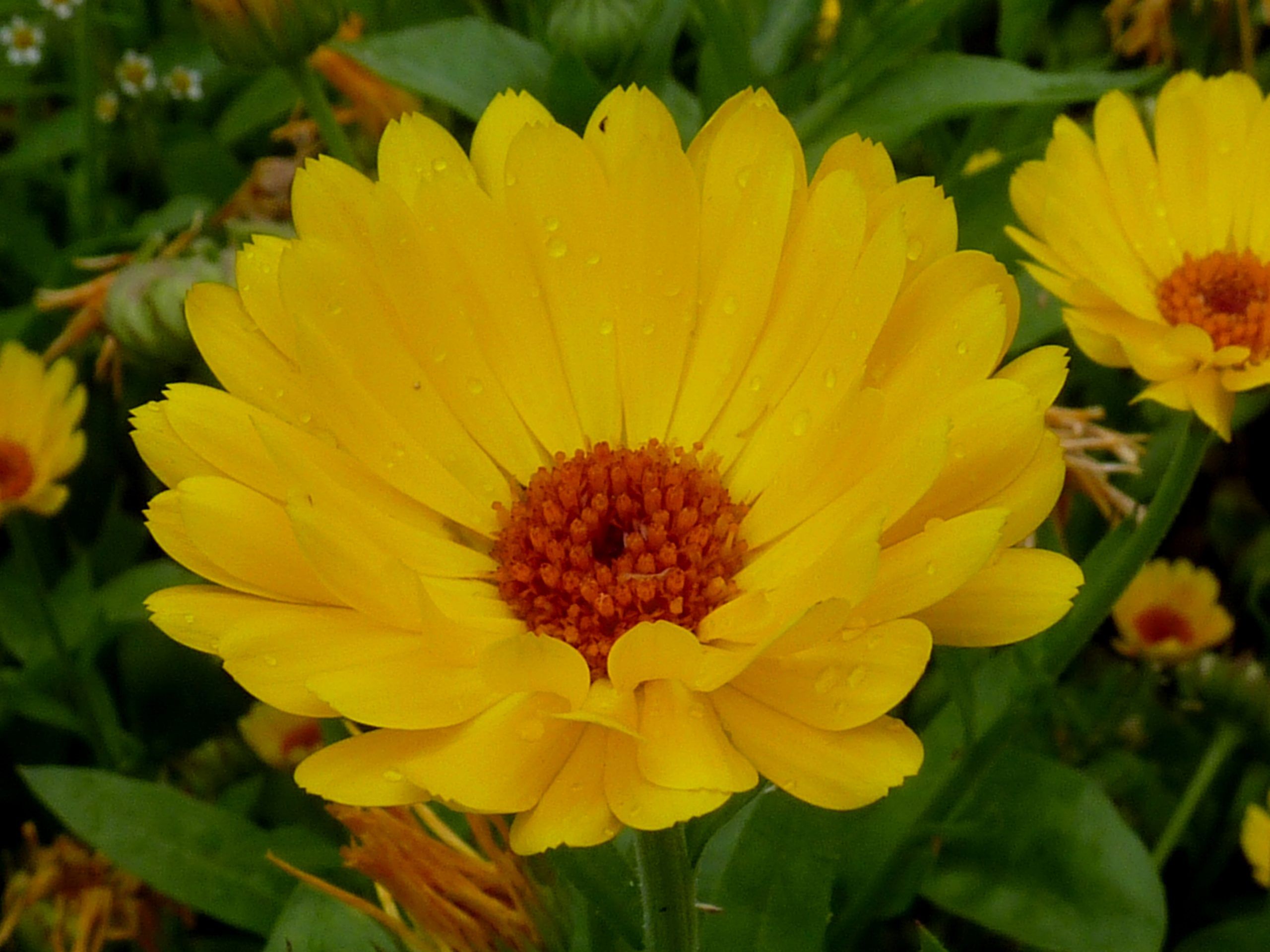 calendula, planta benefica pentru probleme dermatologice