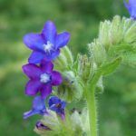 Anchusa officinalis 3