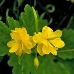 Chelidonium majus