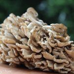 maitake
