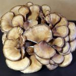 maitake