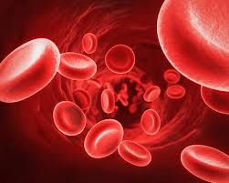 celulele din sange