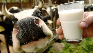 Experții au descoperit 530 de cazuri de infecţii cu Salmonella, E. coli şi Campylobacter printre pacienţii care beau lapte nepasteurizat.