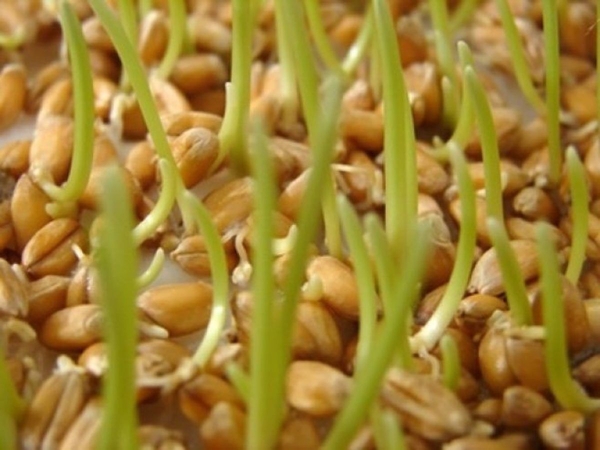 Vitamine pentru refacerea vederii. Alimente care ajută la îmbunătățirea vederii