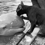 11949389_1119548001460893_6446487204165029301_n