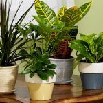 plante care purifică aerul