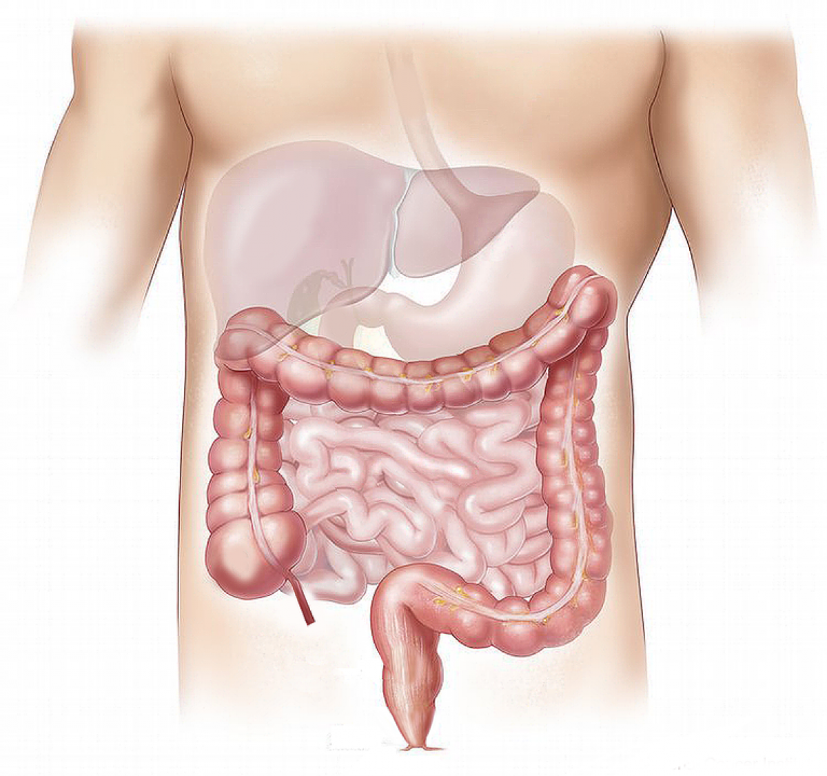 Pierderea în greutate a microbilor intestinului