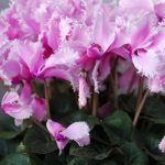 46536914 – cyclamen