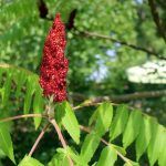 sumac