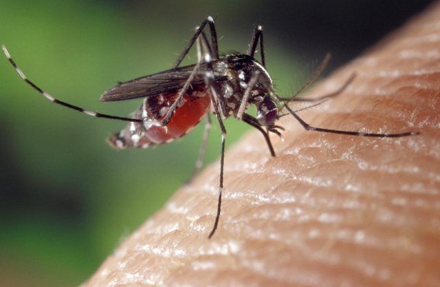 vedere țânțar tratamentul bolilor vederii cu dieta