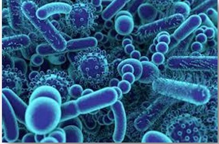 bacterii benefice organismului