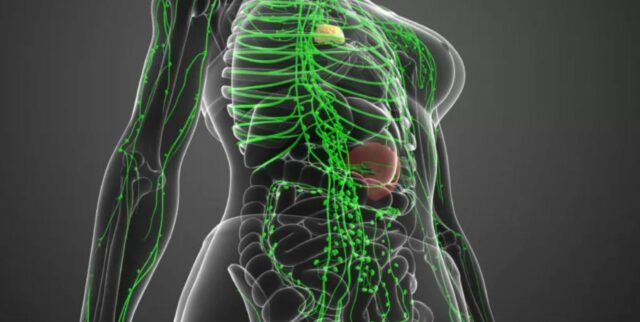 6 organe decisive pentru detoxifierea si vindecarea corpului | apois.ro