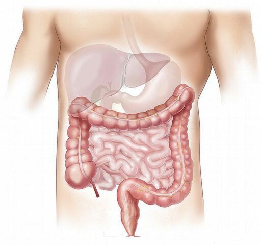 simptome de detoxifiere după colon