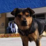 covito- catelul mexican