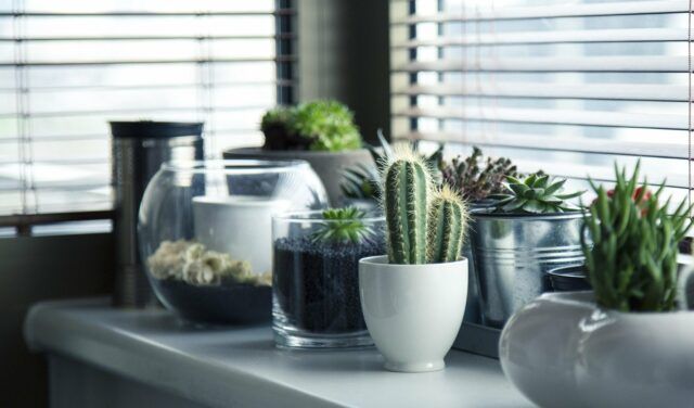 plante