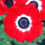 anemone