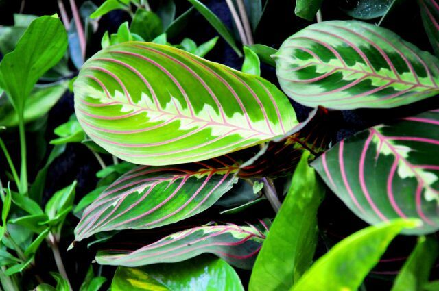 planta