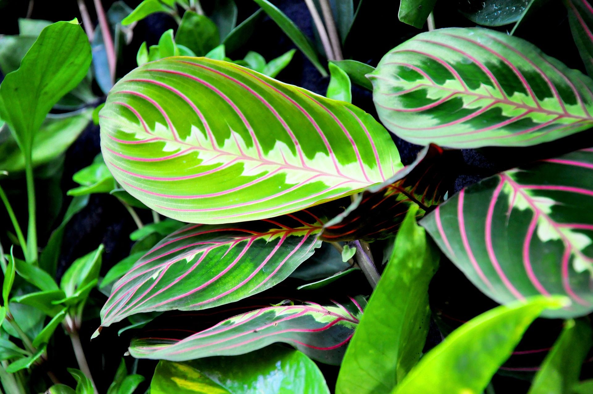 planta