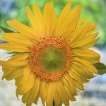 semințelor de floarea soarelui