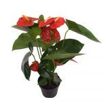 Anthurium