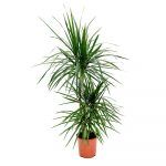 Dracaena-marginata