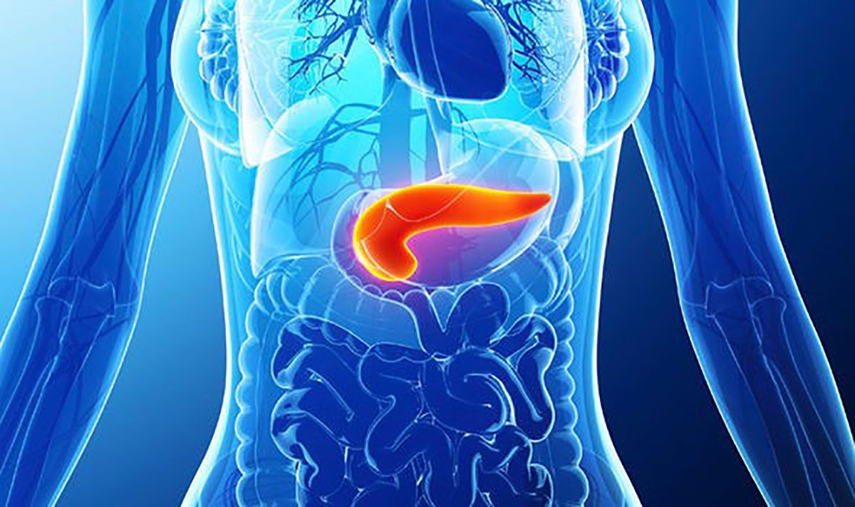 pancreas, organ vital