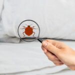 searching bed bugs