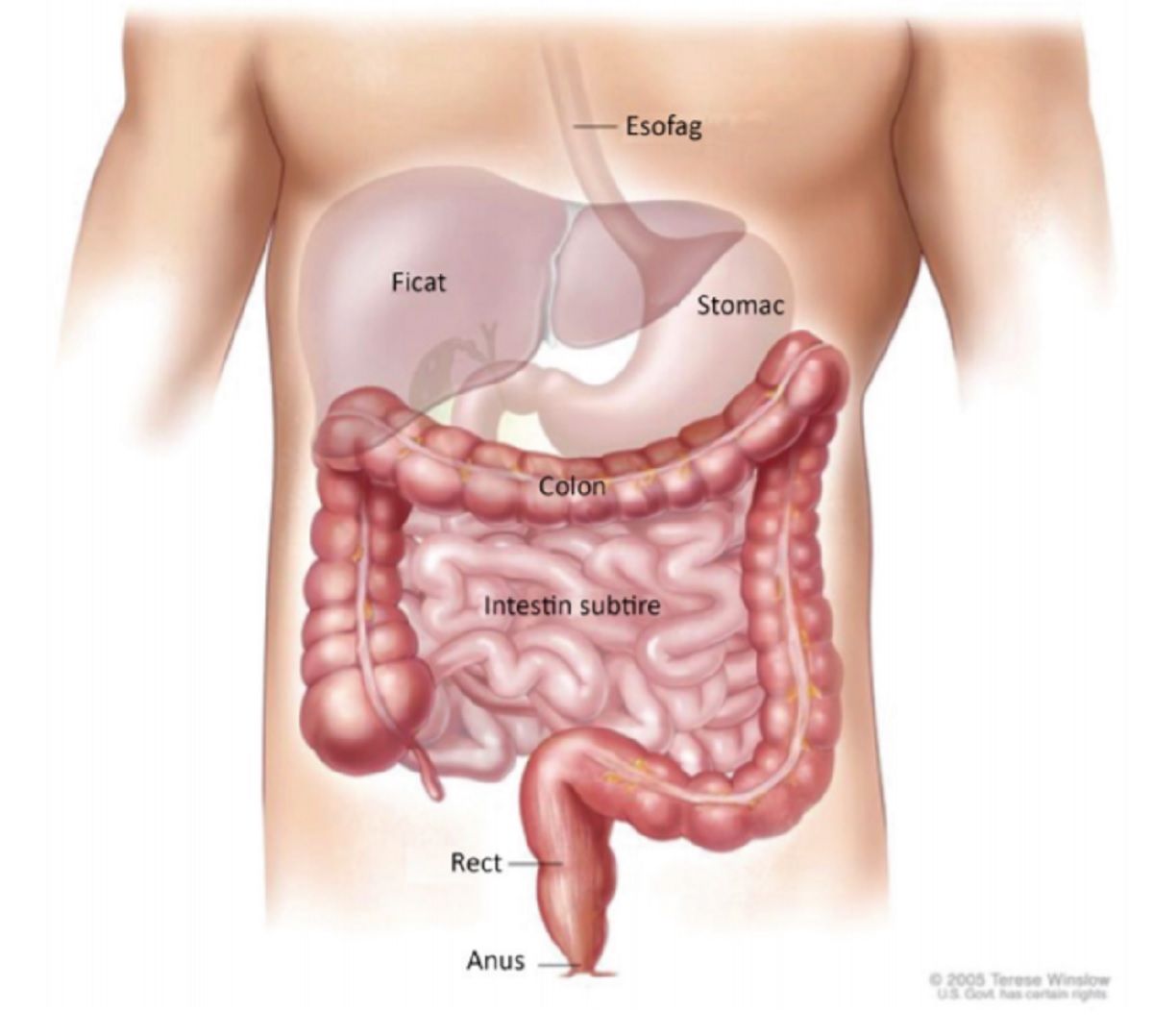 sânge ozn pentru prostatită dacă prostatita cronică