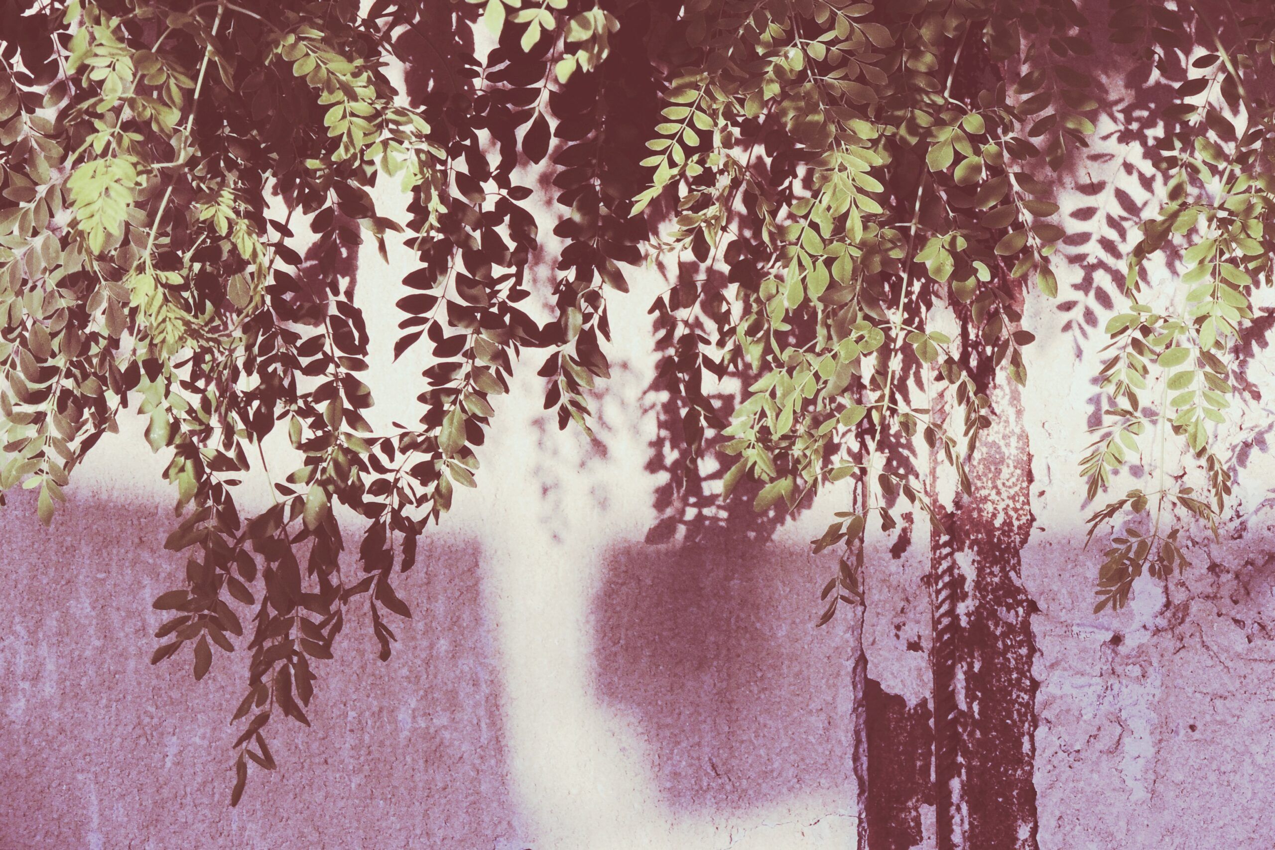 Moringa, copacul lui Dumnezeu