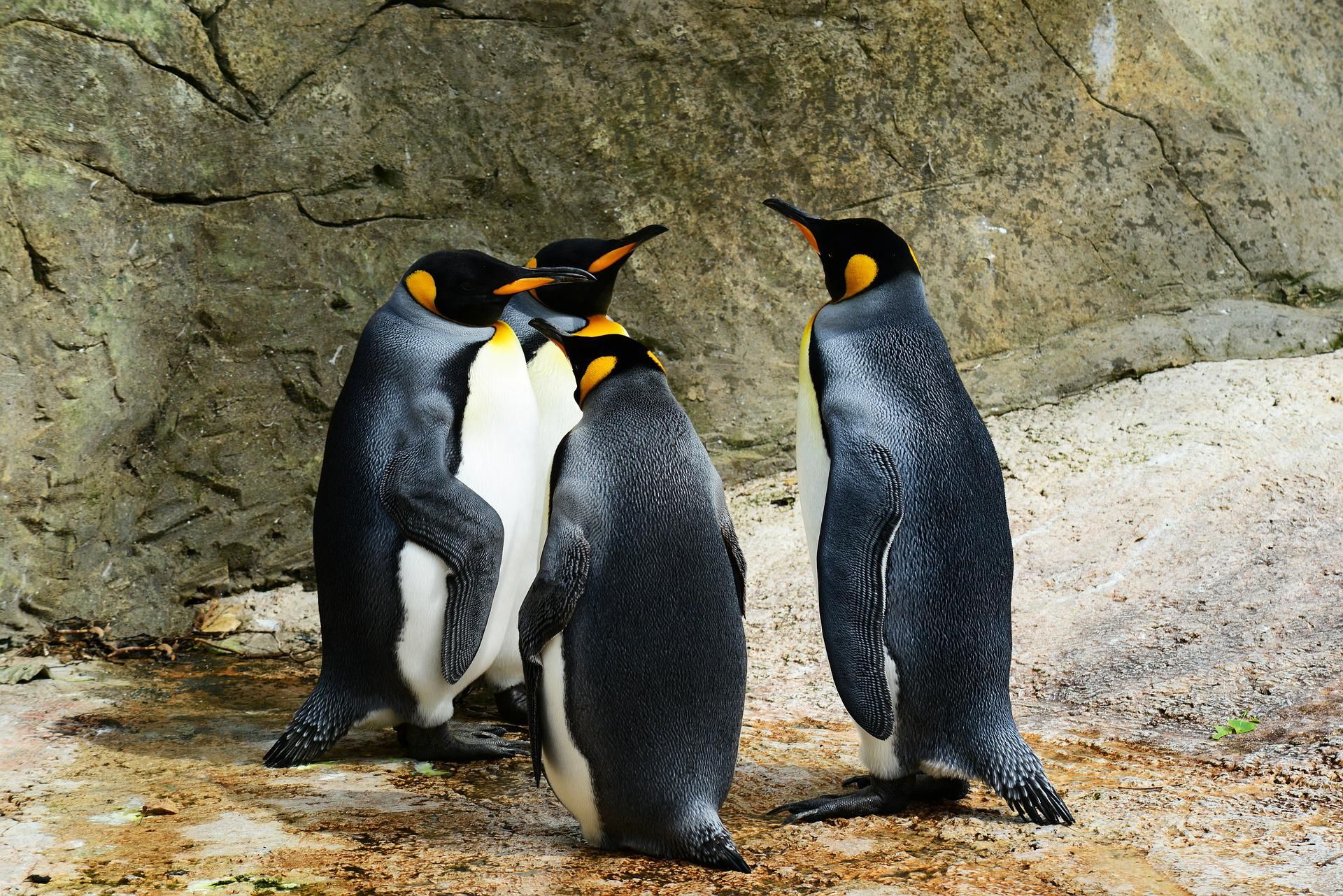 Pinguini Pixabay