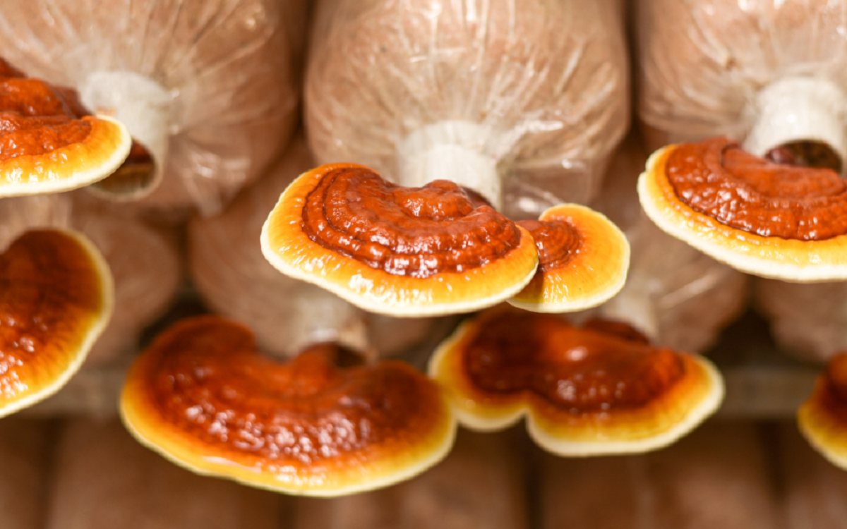 ciupera reishi