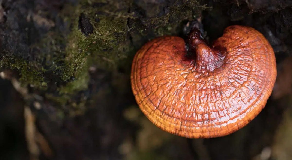 ciupera reishi