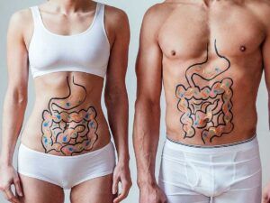 Organele corpului uman