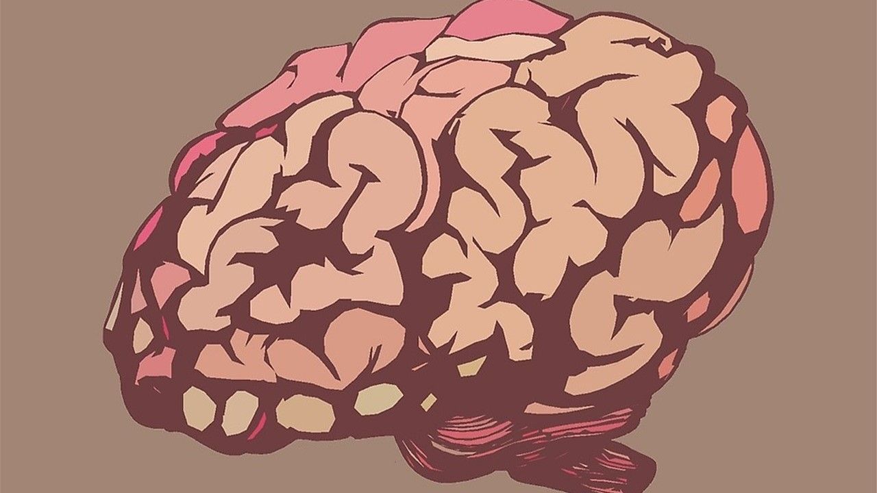 Creierul uman devine mai mare. De ce cred oamenii de știință că e un lucru bun