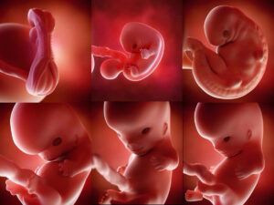 Embrion uman