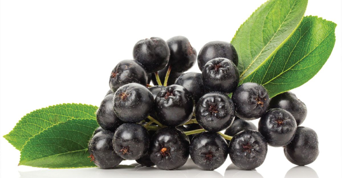 aronia